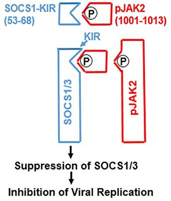 Disparate viral pandemics from COVID19 to monkeypox and beyond: a simple, effective and universal therapeutic approach hiding in plain sight